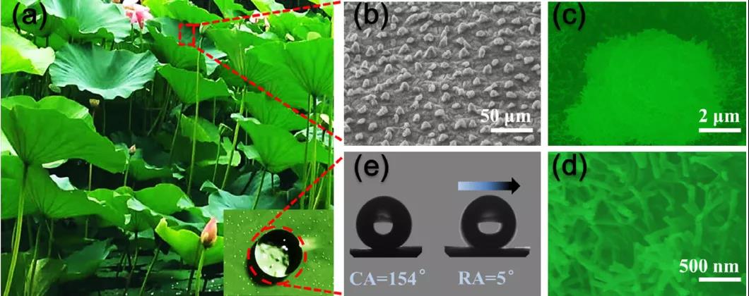 图2. 荷叶表面微观结构SEM图及水滴在表面的行为